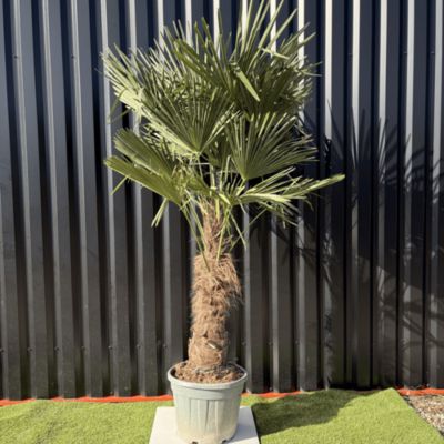 Palmier Trachycarpus Fortunei Tronc De 50/60 Cm, H.180 Cm Pot 35 Litres