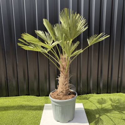 Palmier Trachycarpus Wagnerianus Tronc de 30/40 cm, H.120 cm