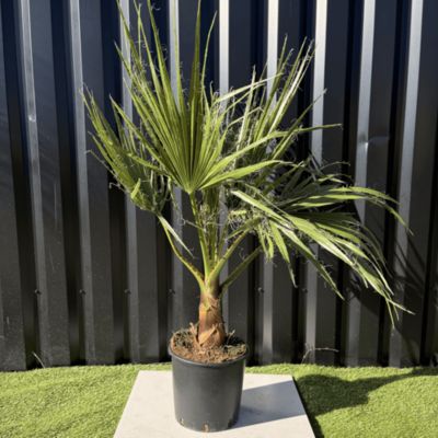 Palmier Washingtonia Robusta H.100 Cm Pot 10 Litres
