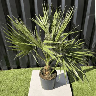 Palmier Washingtonia Robusta H.100 Cm Pot 10 Litres