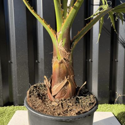 Palmier Washingtonia Robusta H.100 Cm Pot 10 Litres