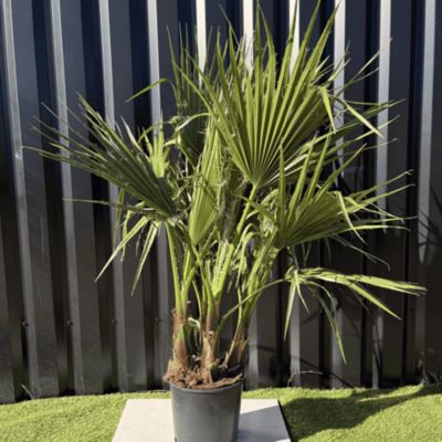 Palmier Washingtonia Robusta Multitroncs Hauteur.140 Cm Pot 10 Litres