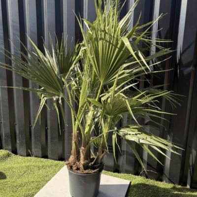 Palmier Washingtonia Robusta Multitroncs Hauteur.140 Cm Pot 10 Litres