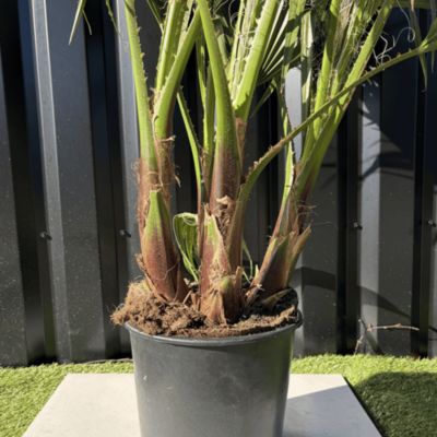 Palmier Washingtonia Robusta Multitroncs Hauteur.140 Cm Pot 10 Litres