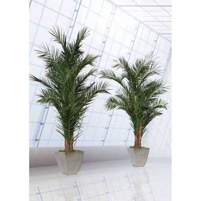 Palmier Yuruguano Naturel Stabilisé - Palmier Stabilisé - Palmier d'Intérieur - 220 cm