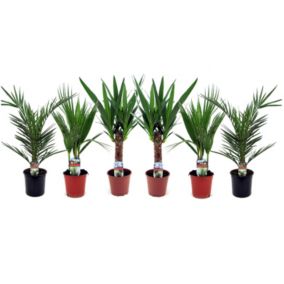 Palmiers - Mélange de 6 - Phoenix Yucca Washingtonia - Pot14cm - Hauteur 50-70cm