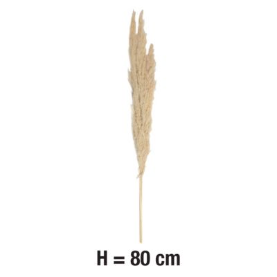 Pampas blanches sechées H.80cm, 3 pièces JBY creation