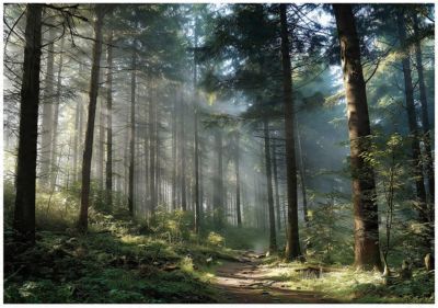 Papier Peint Forêt Arbres Nature Intissé Panoramique Pour Chambre Cuisine 400x280 cm