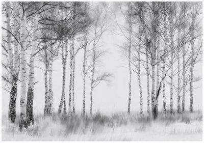 Papier Peint Forêt Arbres Noir et blanc Intissé Panoramique Pour Chambre Cuisine 400x280 cm