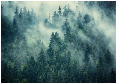 Papier Peint Forêt Brouillard Vert Nature Intissé Panoramique 350x250 cm - Colle Inclus - Chambre et Salon - Moderne Papier Peint