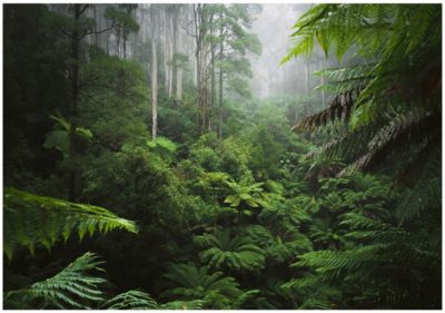 Papier Peint Foret Tropicale Vert Intissé Panoramique 250x175 cm - Colle Inclus - Chambre et Salon - Moderne Papier Peint