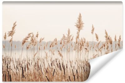 Papier Peint Intissé Canne PLANTES Nature Paysage 3D Pour Salon 360cm x 240cm