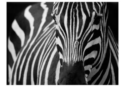 Papier peint intissé panoramique animaux blanc à rayures noires 250x193 cm