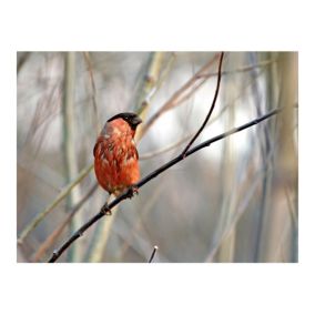 Papier peint intissé panoramique animaux bullfinch in the forest 400x309 cm