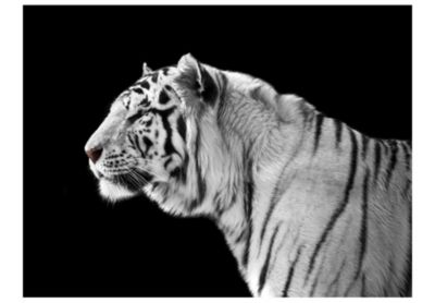 Papier peint intissé panoramique animaux tigre blanc 400x309 cm