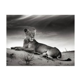 Papier peint intissé panoramique animaux une lionne en noir et blanc 300x231 cm