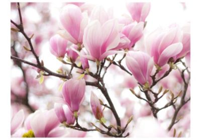 Papier peint intissé panoramique fleurs branche de magnolia en fleurs 300x231 cm