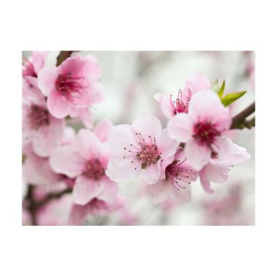 Papier peint intissé panoramique fleurs cerisier en fleurs avec petites fleurs roses 350x270 cm