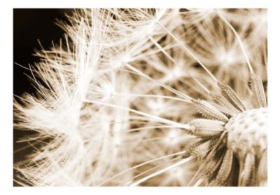 Papier peint intissé panoramique fleurs dandelion - sepia 400x280 cm