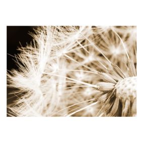 Papier peint intissé panoramique fleurs dandelion - sepia 400x280 cm