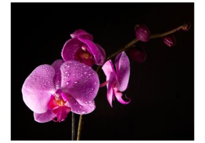 Papier peint intissé panoramique fleurs de bon goût orchidée 250x193 cm