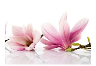 Papier peint intissé panoramique fleurs fleur de magnolia 400x309 cm