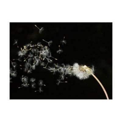 Papier peint intissé panoramique fleurs graines de dent-de-lion emportées par le vent 250x193 cm
