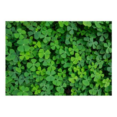 Papier peint intissé panoramique fleurs green clover 400x280 cm