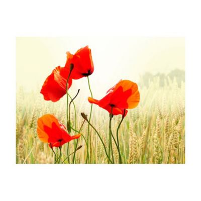 Papier peint intissé panoramique fleurs inspiré par la beauté du coquelicot 350x270 cm