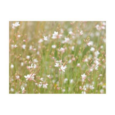 Papier peint intissé panoramique fleurs petites fleurs blanches 300x231 cm