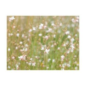 Papier peint intissé panoramique fleurs petites fleurs blanches 300x231 cm