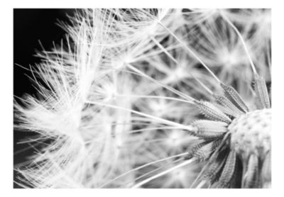 Papier peint intissé panoramique fleurs pissenlit en noir et blanc 150x105 cm
