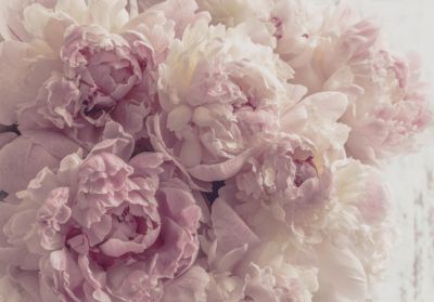 Papier Peint Intissé Panoramique Fleurs Pivoines Rose 400x280 cm - Colle Inclus - Chambre et Salon - Moderne Trompe l'oeil