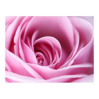 Papier peint intissé panoramique fleurs rose rose 250x193 cm