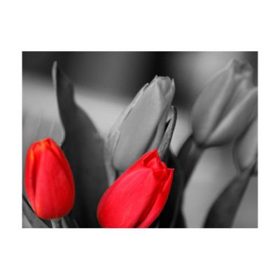 Papier peint intissé panoramique fleurs tulipes rouges sur fond noir et blanc 350x270 cm