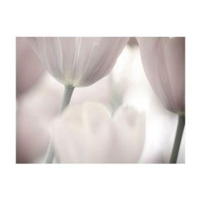 Papier peint intissé panoramique fleurs tulips fine art - black and white 200x154 cm