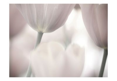 Papier peint intissé panoramique fleurs tulips fine art - black and white 300x231 cm
