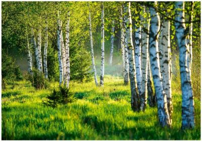 Papier Peint Intissé Panoramique Foret Vert 350x250 cm - Colle Inclus - Chambre et Salon - Moderne Papier Peint