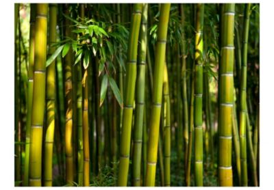 Papier peint intissé panoramique orient forêt de bambous asiatique 200x154 cm