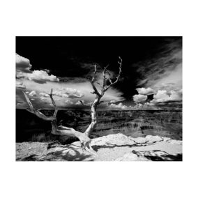 Papier peint intissé panoramique paysage arbre au grand canyon, arizona 250x193 cm