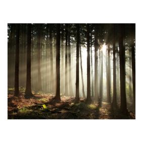 Papier peint intissé panoramique paysage forêt dans le brouillard du matin 300x231 cm