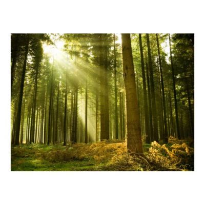 Papier peint intissé panoramique paysage forêt de pins 300x231 cm