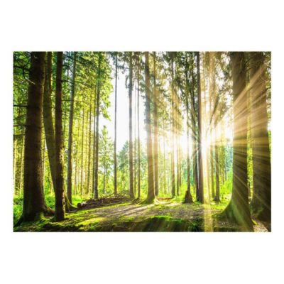 Papier peint intissé panoramique paysage forest tales 400x280 cm