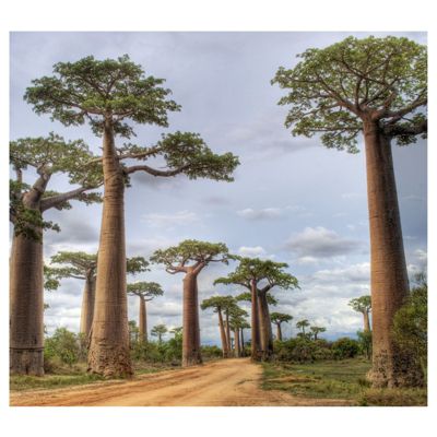Sitemapcdatahttpwwwinfbizidbougie Baobab Xxl