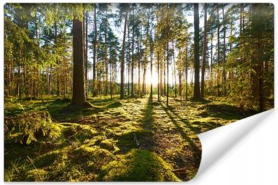 Papier Peint Intissé Photo Mural FORÊT Arbres Paysage Nature 3D Pour Salon 300cm x 210cm