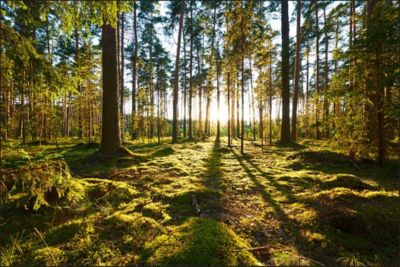 Papier Peint Intissé Photo Mural FORÊT Arbres Paysage Nature 3D Pour Salon 300cm x 210cm