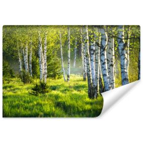 Papier Peint Intissé Photo Pour Salon BOULEAU Arbres Nature 3D 270cm x 180cm