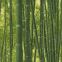 Papier peint Lutece Forêt bambou vert