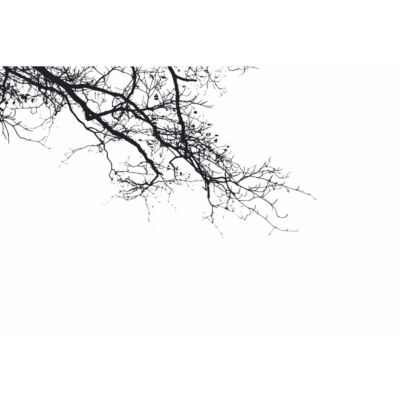 Papier peint panoramique Abstract Branch Noir 150x250cm