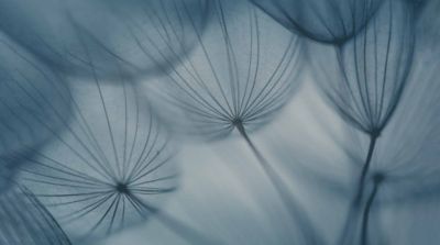 Papier peint panoramique Dandelion, Bleu 300 x 250cm